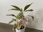 Аглаонема Сиам Аврора (Aglaonema Siam Aurora) (фото 2)