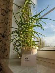 Алоэ древовидное (Arborescens) (фото 2)