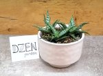 Алоэ Рауха (Aloe rauhii) (фото 2)