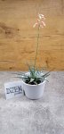 Алоэ Рауха (Aloe rauhii) (фото 1)