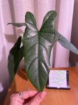 Алоказия коразон (Alocasia Corazon) (фото 1)