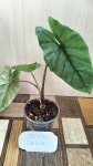 Алоказия коразон (Alocasia Corazon) (фото 2)