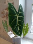Алоказия Мишольтца Фрайдек (Alocasia Micholitziana Frydek) (фото 2)