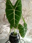 Алоказия Мишольтца Фрайдек (Alocasia Micholitziana Frydek) (фото 1)