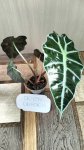 Алоказия Полли (Alocasia Polly) (фото 2)