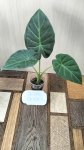 Алоказия Регал Шилд (Alocasia Regal Shield) (фото 2)