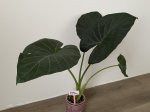 Алоказия Регал Шилд (Alocasia Regal Shield) (фото 1)