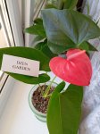Антуриум Андре (Anthurium Andreanum) (фото 2)