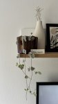 Церопегия Вуда вариегатная (Ceropegia woodii variegata) (фото 1)