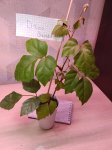 Циссус ромболистный «Эллен Даника» (Cissus rhombifolia) (фото 1)