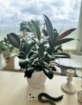 Фикус каучуконосный Мелани (Ficus elastica Melany) (фото 2)