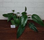 Филодендрон краснеющий (Philodendron erubescens) (фото 2)