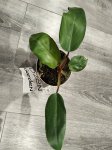 Филодендрон краснеющий (Philodendron erubescens) (фото 1)