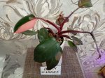 Филодендрон Пинк Принцесс (Philodendron Pink Princess) (фото 2)
