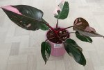 Филодендрон Пинк Принцесс (Philodendron Pink Princess) (фото 1)