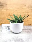 Гастерия Литл Варти (Gasteria Little Warty) (фото 2)