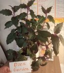 Гинура плетеносная (Gynura sarmentosa) (фото 3)