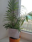 Хамедорея Элеганс (Chamaedorea elegans) (фото 1)