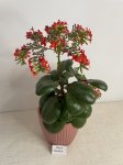 Каланхоэ Блоссфельда (Kalanchoe blossfeldiana) (фото 2)