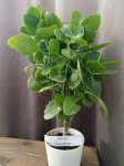 Каланхоэ Блоссфельда (Kalanchoe blossfeldiana) (фото 1)