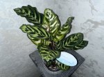 Калатея Макоя (Calathea makoyana) (фото 2)