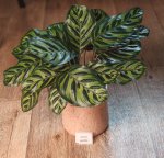 Калатея Макоя (Calathea makoyana) (фото 1)