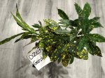 Кодиеум Аккуболистный (Codiaeum Aucubaefolia) (фото 1)