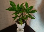 Кодиеум Аккуболистный (Codiaeum Aucubaefolia) (фото 2)