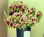 колеус блюме (coleus blumei) (фото 3)