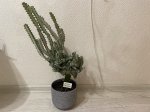 Молочай лактеа кристатный вариегатный (Euphorbia lactea cristata variegata) (фото 1)