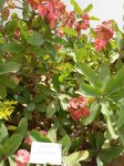Молочай Миля (Euphorbia milii) (фото 4)