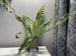 Нефролепис Грин Леди (Nephrolepis exaltata Green Lady) (фото 2)