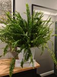 Нефролепис Грин Леди (Nephrolepis exaltata Green Lady) (фото 1)