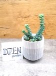 очиток седум буррито (sedum burrito) (фото 1)