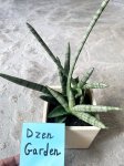 Сансевиерия Цилиндрическая Бонселенсис (Sansevieria Cylindrica Boncellensis) (фото 1)