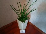 Сансевиерия Цилиндрическая Бонселенсис (Sansevieria Cylindrica Boncellensis) (фото 2)
