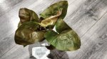 Сингониум Дарк Мария (Syngonium Dark Maria) (фото 2)