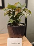 Сингониум Дарк Мария (Syngonium Dark Maria) (фото 1)