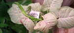 Сингониум Конфетти (Syngonium Confetti) (фото 1)