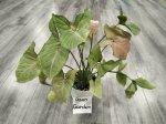 Сингониум Ред Харт (Syngonium Red Heart) (фото 2)
