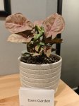 Сингониум Ред Харт (Syngonium Red Heart) (фото 1)