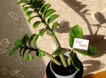 Замиокулькас Зензи (Zamioculcas Zenzi) (фото 1)