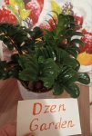 Замиокулькас Зензи (Zamioculcas Zenzi) (фото 2)