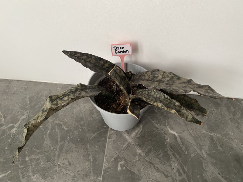 Сансевиерия Кирки Коппертоне (s. Kirkii Coppertone)