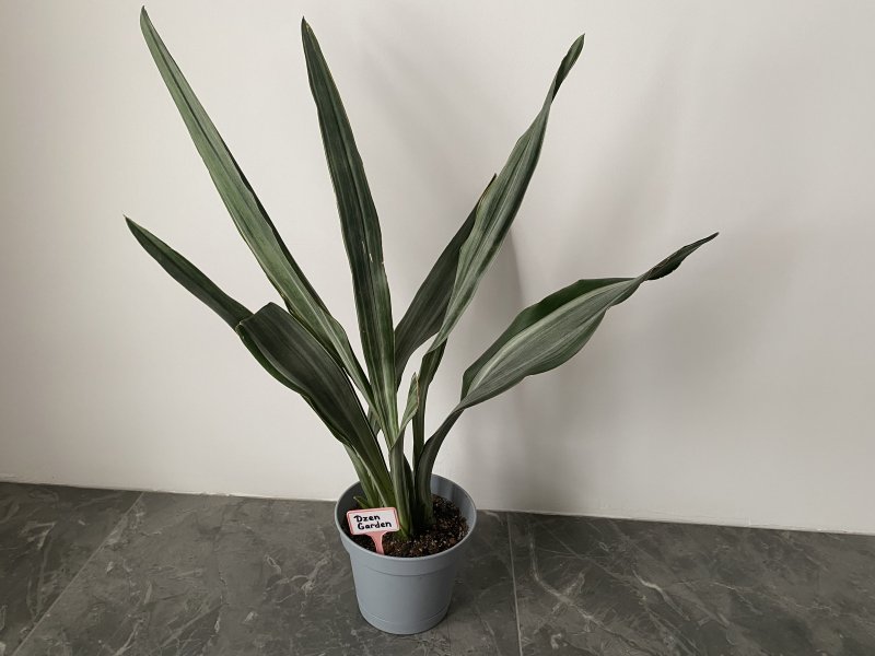 Сансевиерия Металлика (Metallica)