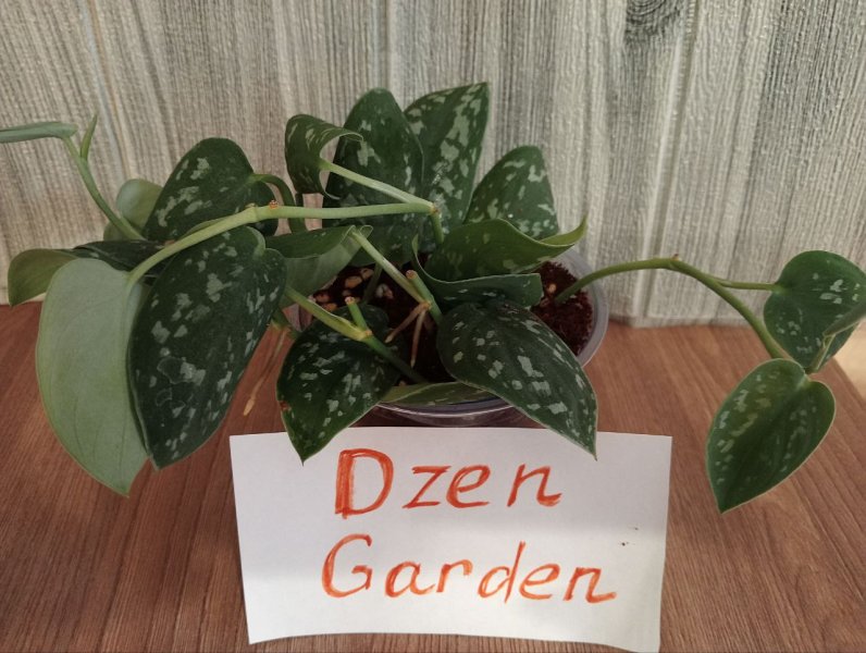 Сциндапсус Пиктус (Pictus)