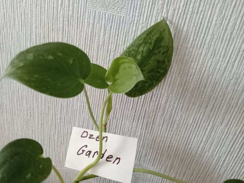 Сциндапсус Сильвер Энн (Scindapsus silvery ann)