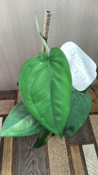 Сингониум Макрофилум (Syngonium Macrophyllum)