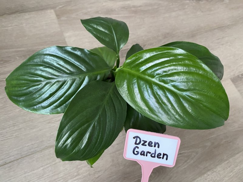 спатифиллум сенсация литл (sensation little)