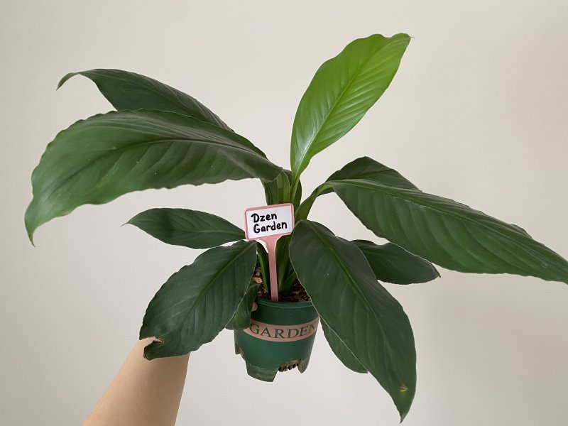 спатифиллум сенсация (sensation)